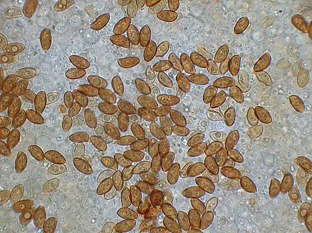 Galerina spec. Cod.: DSCN 2611